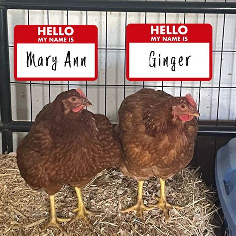 Jail birds photos.  Regularly updated.  True identity can only be confirmed through finge...