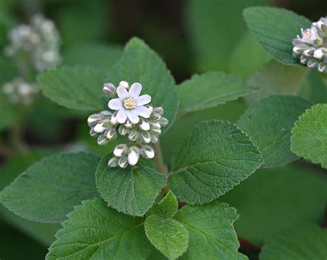 Jamesia americana var. americana (cliffbush) - City of Fort Collins