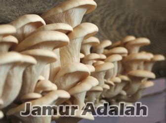 Jamur Adalah - jabarsatu.id