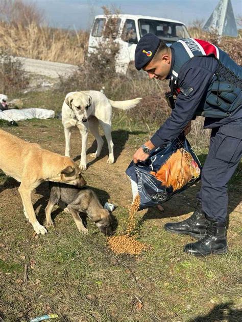 Jandarma bin 665 sokak hayvanına sahip çıktı