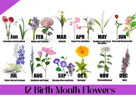 January birth month flower. 658 birth month flower line drawing stock photos, 3D objects, vectors, and illustrations are available royalty-free. Set of Birth Month flowers colorful line art vector illustrations. Carnation, iris, daffodil, daisy, rose, lilies of the valley, gladiolus, holly, cosmos hand drawn design for jewelry, tattoo, logo. 