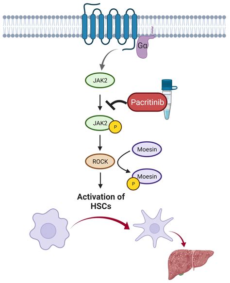 Janus kinase 2 inhibition by pacritinib as potential ... - AASLD