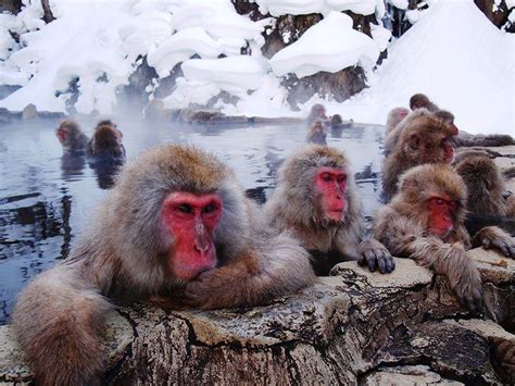 Japan, Nagano, Jigokudani, Snow Monkey in Hot Spring #8060887