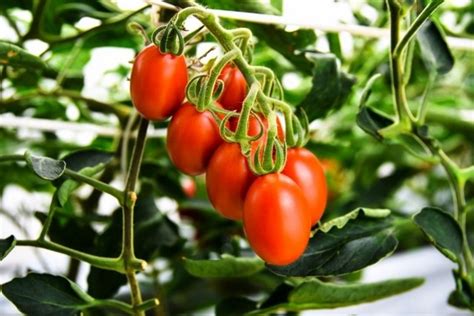 Japan: breeders launch genome edited tomato - Tomato News