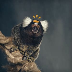 Japan’s big brain project: advances light up marmoset brains