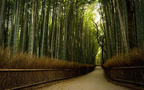 Japanese Bamboo Forest Wallpapers HD Wallpapers ID #17883