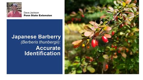 Japanese Barberry Identification - YouTube