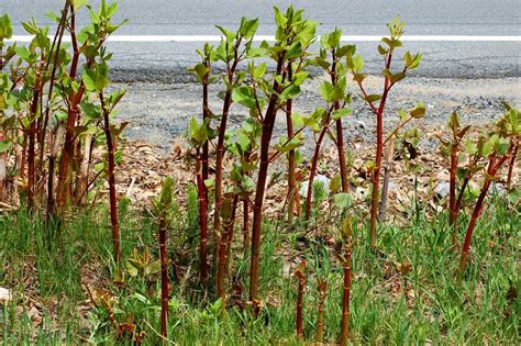 Japanese Knotweed Eradication - Japanese Knotweed Removal