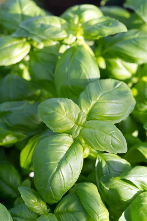 Japanese Pepper - sansho - Otter Farm