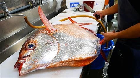 Japanese Street Food - GIANT OPAH SUNFISH …