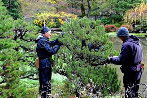 Japanese black pine pruning.  Japanese black pine We would like to show yo...