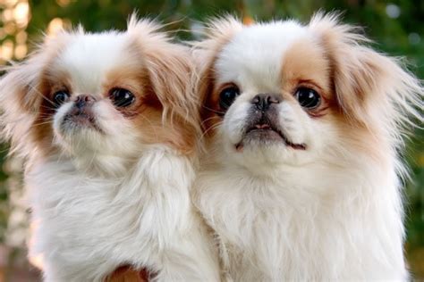 Japanese chin puppies. The Japanese Chin is a small, well balanced, lively, aristocratic toy dog with a distinctive Oriental expression. It is light and stylish in action. The plumed tail is carried over the back, curving to either side. The coat is silky, profuse, soft and straight. Ideal size is 8 to 11 inches, with weight in proportion to height and body build. 