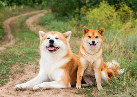 Japanese dogs akita shiba and other breeds. - Procédures d'analyse sémantique appliquées à la documentation scientifique.