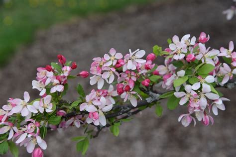 Japanese flowering crabapple The Morton Arboretum