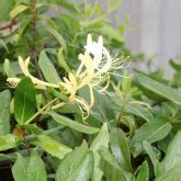 Japanese honeysuckle Business Queensland