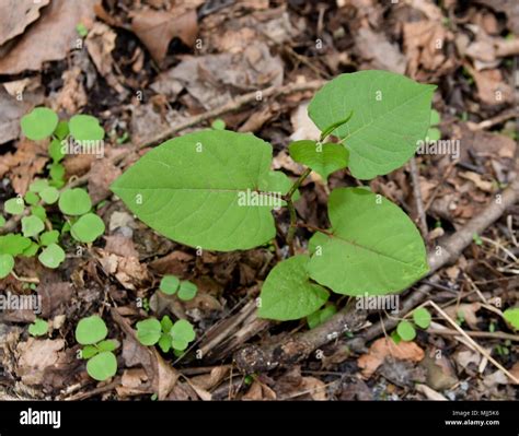 Japanese knotweed emerging...