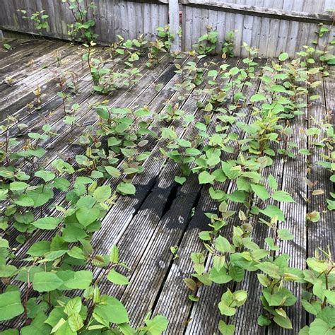 Japanese knotweed removal. Where the Japanese knotweed infestation is near water, only glyphosate-based herbicides can be used. Herbicide treatment must only be conducted by competent and ... 