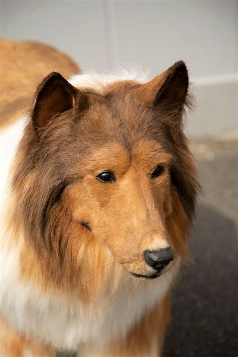 Japanese man collie dog. Things To Know About Japanese man collie dog. 