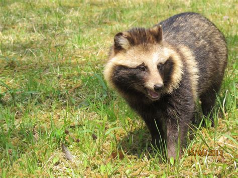 Japanese raccoon dog. Things To Know About Japanese raccoon dog. 