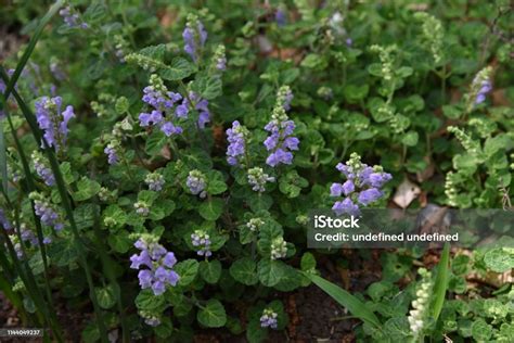 Japanese skullcap/ Tatsunami-sou - Flower and Garden …