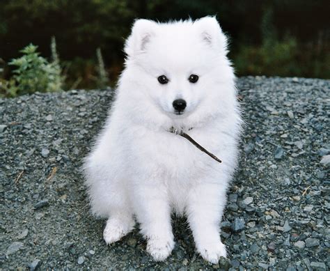 Japanese spitz breeder. They also have a mane around their neck, giving them an almost lion-like appearance. The pure white double coat is the most obvious feature of this dog breed’s appearance. Ideally, Japanese Spitz usually stand between 12 to 15 inches tall and weigh between 8 and 14 kg. However, the breed standard does vary somewhat between kennel clubs. 