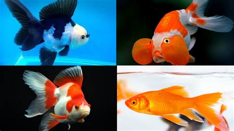Japon balığı türleri ve özellikleri