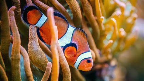 Japon bilim insanları: Nemo'lar yalnız kalmayı seviyor - Son Dakika Haberleri