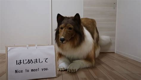 Japonya''da köpek olan adam