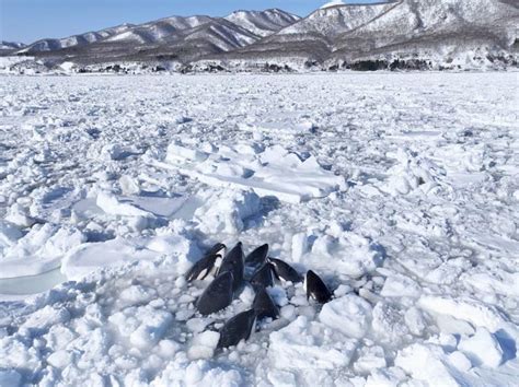 Japonya’da katil balinalar buz kütlesine sıkıştı