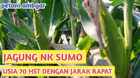 Jarak tanam jagung nk sumo sakti. .  <a href=https://jun-ravil.xpager.ru/n8qmzro/index.p...