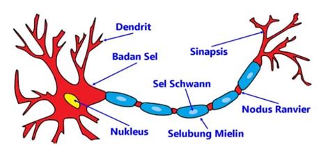 Jaringan Saraf - Pengertian, Jenis, Fungsi, Contoh Dan Gambar