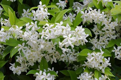 Profile picture of Jasmin Hartmann