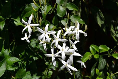 Jasmine Farming, Planting, Care, Harvesting – A Full …