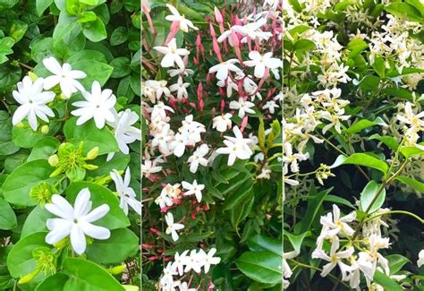 Jasmine Flowers: 12 Stunning Types Of Jasmine Shrubs …