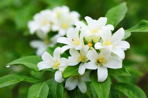 Jasmine flowers onlyfans
