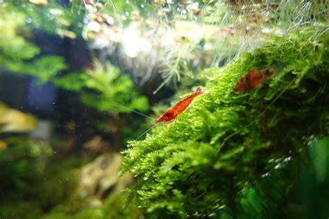 Java Moss 在水族箱中的应用技术详解 JavaGuidePro.