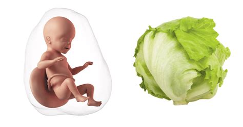 Java e 32 e shtatzanise cili muaj. .  ...