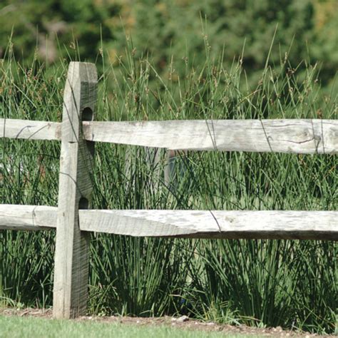 Javelin ColorGrass® Juncus Vanstone Nurseries