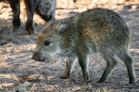 Javelina pig. Pigs have a distinct tail, while javelina have short, almost indistinguishable tails. Javelinas have a white collar, while pigs do not. Also, javelina are usually smaller than full grown pigs, reaching weights of only 40-60 lbs., while pigs can grow to be 120-220 lbs. In the End, Prevention is the Key 