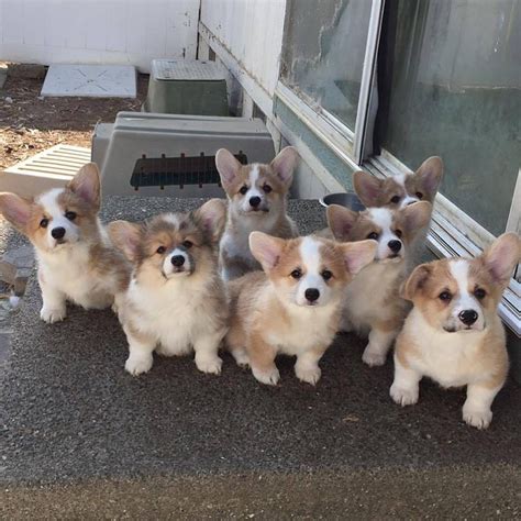 Welcome to Ohio Corgis! We are a premier breeder of Pembroke Wels