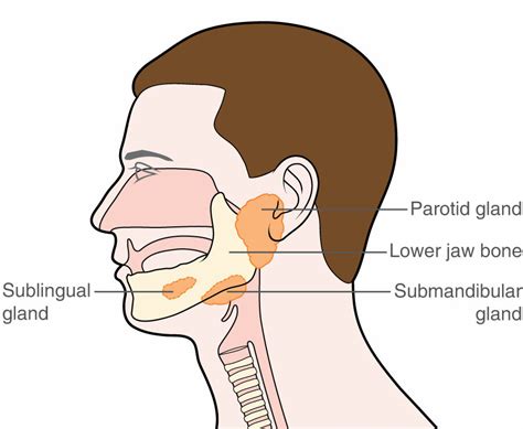 Jaw Cancer: Symptoms, Causes, Treatment, Outlook, and …