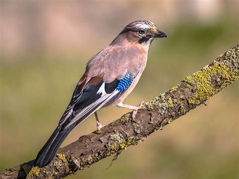 1. 1. The Blue Jay (Cyanocitta Cristata) is a breed of large