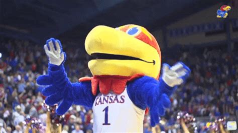 Kansas Jayhawk GIFs. We've searched our database for all the gifs related to Kansas Jayhawk.Here they are! All 36 of them. Note that due to the way our search algorithm works, some gifs here may only be trangentially related to the topic - the most relevant ones appear first.. 