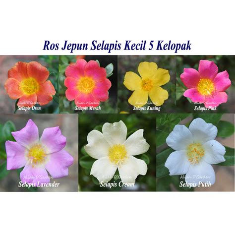 JePuN seluk & domain .name murah 20 pilihan terbaik pagi ini registrasi Program rehabilitasi musik bulan ini image 1