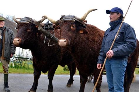 veodersti.rgarabwor.edu.pl. 