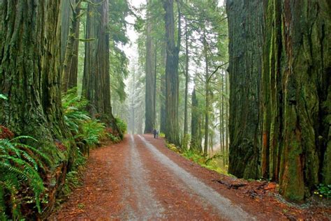 Jedediah Smith Redwoods State Park (Crescent City)