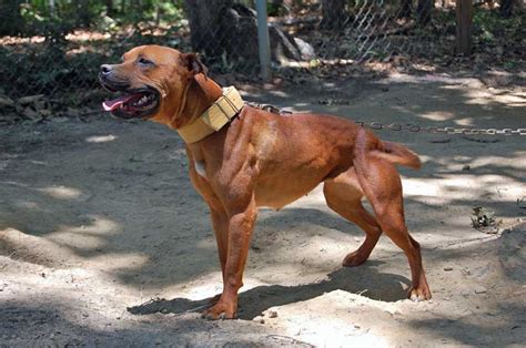 Height: 14 – 24 inches (35 – 60 cm) Weight: 22 – 78 pounds (10 – 35 kg) The Jeep Pitbull bloodline is both highly effective and agile. Actual weight and top are much less necessary than the right proportion of weight to height. A quite common false impression is that APBTs are muscle-bound hulks that weigh in around 85 kilos (39 kg) or .... 