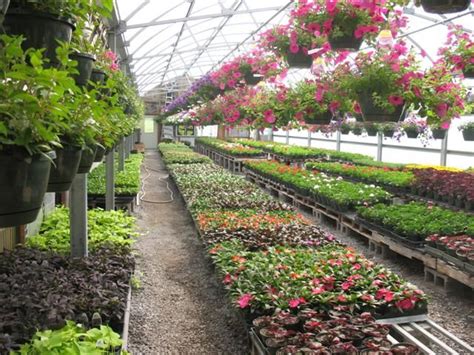  JEFFERY’S GREENHOUSES is a leading grower and supplier of bedding, container and seasonal potted plants to retail customers across Ontario and Upper New York State. We are known throughout the industry for our consistent quality products and services. We work closely with our customers to supply products that ‘wow’ the retail consumers. . 