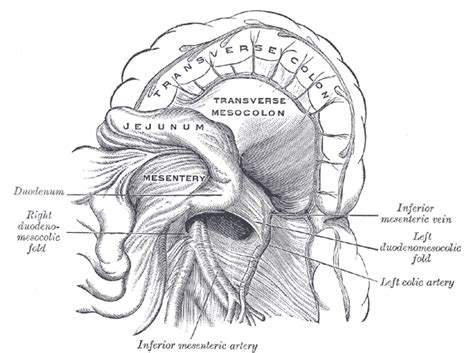 Jejunum - wikidoc