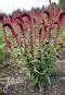 Jelitto Perennial Seed LYSIMACHIA atropurpurea Seeds